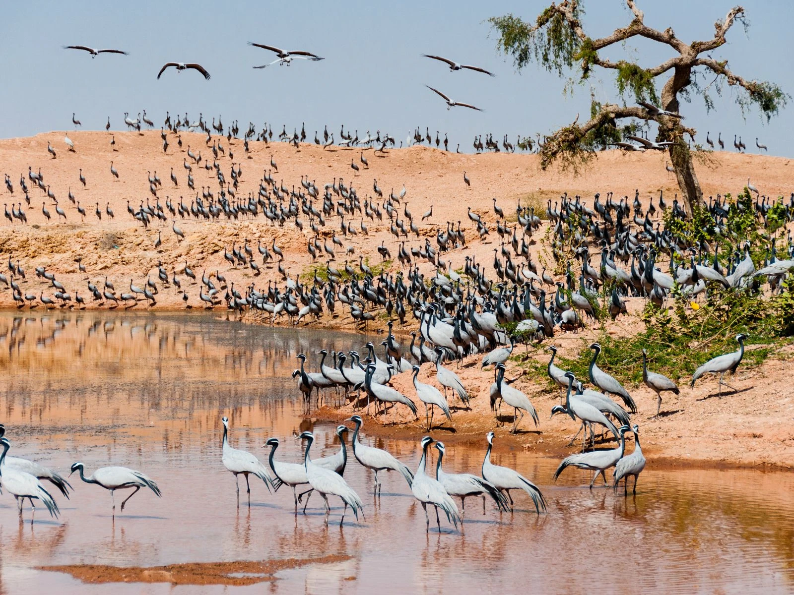 Birdlife of Rajasthan